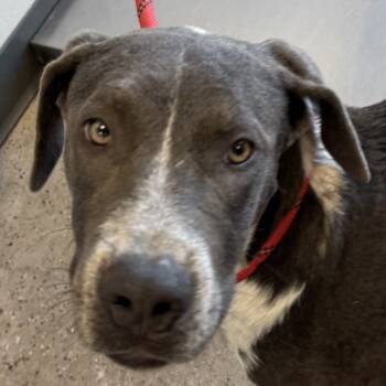 Rescue Mixed Breed Dogs for Adoption in Las Cruces, New Mexico - 99269 | PetCurious