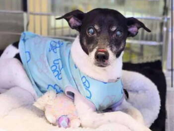 Rescue Rat Terrier and Chihuahua Dogs for Adoption - Tommy *Arriving 12/6* | PetCurious