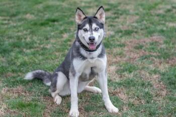 Siberian Husky and Mixed Breed Dogs Available for Adoption - ROSEMARY | PetCurious