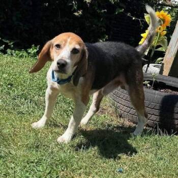 Dexter -  Beagle Dog for Adoption in Kent, Washington - Dexter | PetCurious