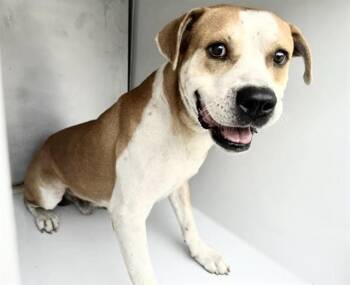 A660331 -  Pit Bull Terrier and Mixed Breed Dog for Adoption in Houston, Texas - A660331 | PetCurious