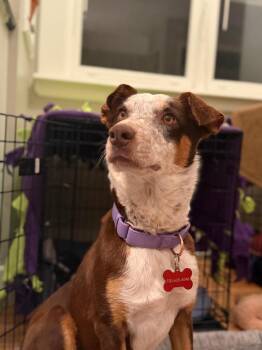 Cattle Dog Dogs Available for Adoption - Katri | PetCurious