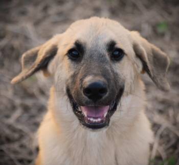 Max- snuggly baby -  Anatolian Shepherd Dog for Adoption in Rockport, Indiana - Max- Snuggly Baby | PetCurious