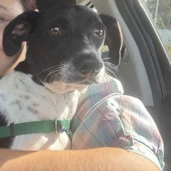 Rescue Mixed Breed Dogs for Adoption in Narberth, Pennsylvania - Mashed Potato | PetCurious