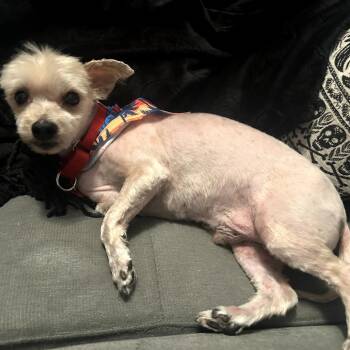 Bentley -  Maltese and Yorkshire Terrier Dog for Adoption in Lakewood Ranch, Florida - Bentley | PetCurious