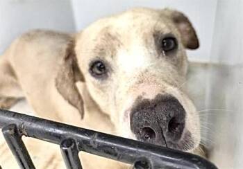 Labrador Retriever and Mixed Breed Dogs Available for Adoption in Houston, Texas - TEAL | PetCurious