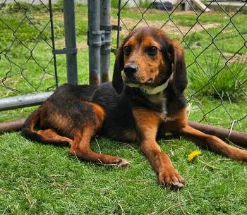 Beagle Dogs Available for Adoption in Wooster, Ohio - Vincent  | PetCurious