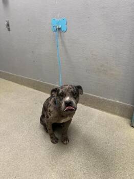 Pit Bull Terrier Dogs Available for Adoption in Las Vegas, Nevada - REESE WITHERSPOON | PetCurious