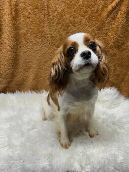 Cavalier King Charles Spaniel Dogs Available for Adoption - CANDY (ohiosdrecue@gmail.com) | PetCurious