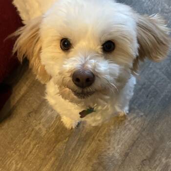 Viggo -  Coton De Tulear Dog Available for Adoption in Eaton Rapids, Michigan - Viggo | PetCurious