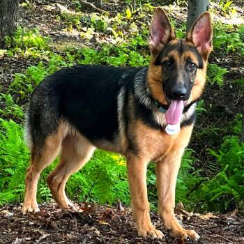 Brody (26-331) -  German Shepherd Dog Dog for Adoption in New Ringgold, Pennsylvania - Brody (26-331) | PetCurious