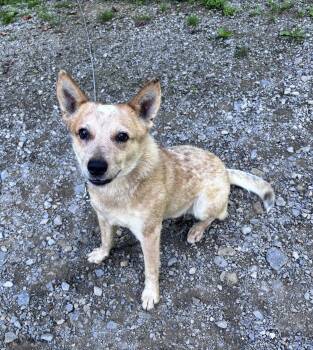 Milo -  Australian Cattle Dog Blue Heeler Dog for Adoption in Grafton, West Virginia - Milo | PetCurious