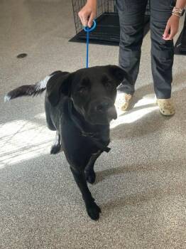 Dexter -  Black Labrador Retriever Dog for Adoption in Georgetown, Ohio - Dexter | PetCurious