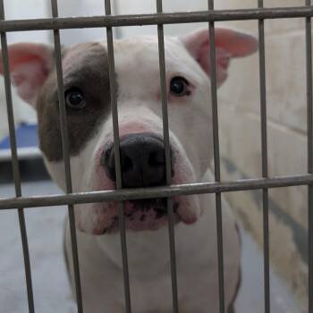 192200 Patch LOOKING FOR OWNER -  Pit Bull Terrier Dog for Adoption in Ravenna, Ohio - 192200 Patch LOOKING FOR OWNER | PetCurious