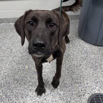 Tessa -  Plott Hound Dog for Adoption in Greenville, South Carolina - Tessa | PetCurious