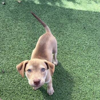 Roux 1041 -  Mixed Breed Dog for Adoption in Loxahatchee Groves, Florida - Roux 1041 | PetCurious