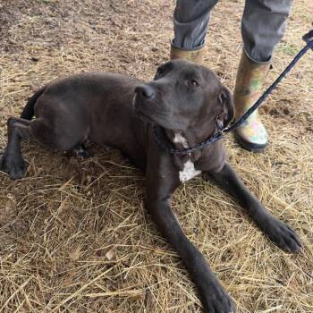 Kelly -  Chocolate Labrador Retriever and Mixed Breed Dog for Adoption in Riverwoods, Illinois - Kelly | PetCurious