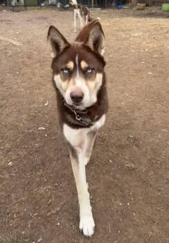 Husky Dogs Available for Adoption - RuBarbara | PetCurious