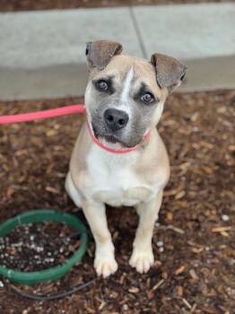 Shepherd and Mixed Breed Dogs Available for Adoption in Benton Harbor, Michigan - Oliver | PetCurious