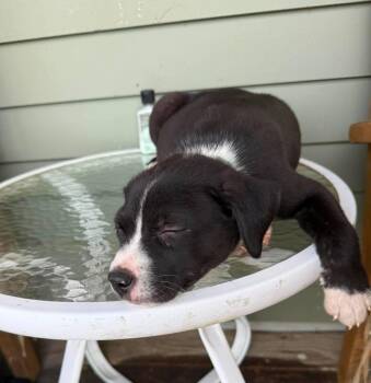 Carl -  Mixed Breed Dog for Adoption in Randolph, Vermont - Carl | PetCurious