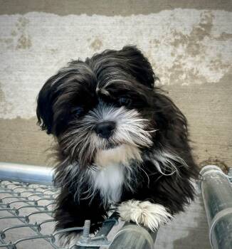 Shih Tzu Dogs Available for Adoption in Kalamazoo, Michigan - Thor | PetCurious
