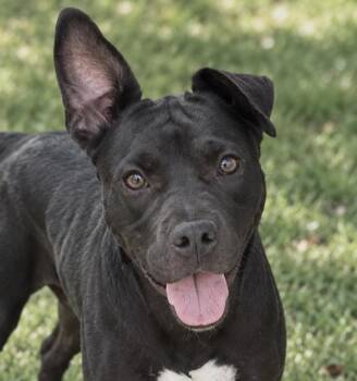 Bugs -  American Staffordshire Terrier and Mixed Breed Dog for Adoption in Georgetown, Kentucky - Bugs | PetCurious