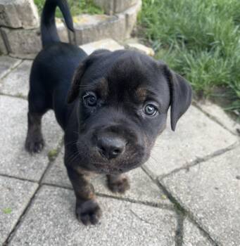 Sophia -  Cane Corso and Pit Bull Terrier Dog Available for Adoption in Youngstown, Ohio - Sophia | PetCurious