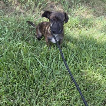 Sissie -  Dachshund Dog for Adoption in Louise, Texas - Sissie | PetCurious