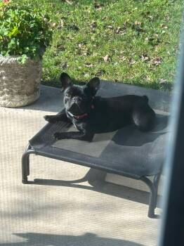 French Bulldog Dogs Available for Adoption - Penny | PetCurious