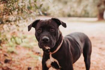 American Staffordshire Terrier and Mixed Breed Dogs Available for Adoption - 91068A Phoenix | PetCurious