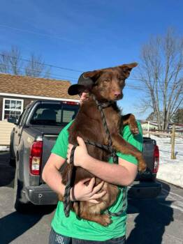Wiley -  Collie and Retriever Dog for Adoption in Pine Grove, Pennsylvania - Wiley | PetCurious