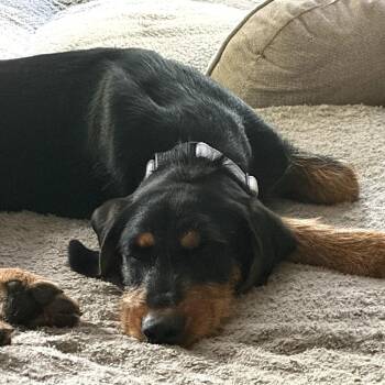 Mixed Breed Dogs Available for Adoption in Fredericksburg, Virginia - Kirbee | PetCurious