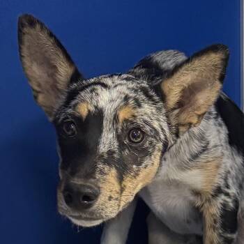Apollo -  Mixed Breed Dog for Adoption in Las Cruces, New Mexico - Apollo | PetCurious