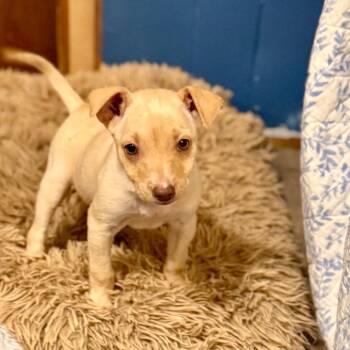 Carl -  Terrier and Mixed Breed Dog for Adoption in Bellingham, Washington - Carl | PetCurious