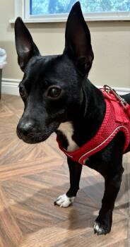 Pez -  Chihuahua and Dachshund Dog for Adoption in Houston, Texas - Pez | PetCurious