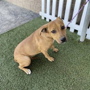 A614326 -  Pit Bull Terrier and Mixed Breed Dog for Adoption in Modesto, California - A614326 | PetCurious