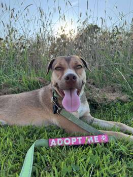 Rescue Hound Dogs for Adoption in Bonifay, Florida - Zena | PetCurious