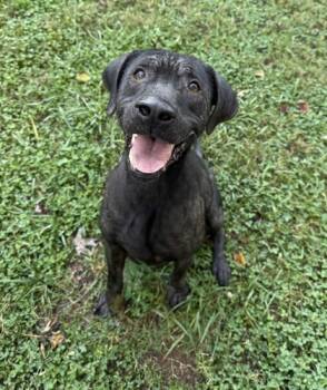 Rescue Mixed Breed Dogs for Adoption in Knoxville, Tennessee - Volo | PetCurious