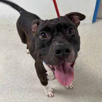 Star (ID 52771) -  American Bully Dog for Adoption in Manassas, Virginia - Star (ID 52771) | PetCurious