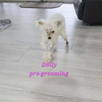 Dolly -  Chinese Crested Dog and Maltese Dog for Adoption in Plantation, Florida - Dolly | PetCurious