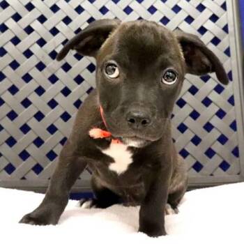 Chippie -  Terrier and Chihuahua Dog for Adoption in Fort Davis, Texas - Chippie | PetCurious
