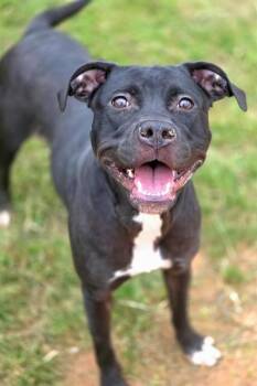 American Staffordshire Terrier Dogs Available for Adoption in York, South Carolina - DARBY | PetCurious