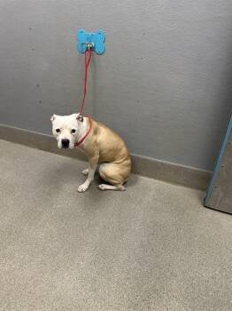 SAGE -  Pit Bull Terrier Dog for Adoption in Las Vegas, Nevada - SAGE | PetCurious