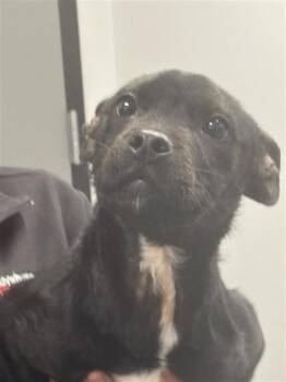 Mixed Breed Dogs Available for Adoption - Shrimp | PetCurious