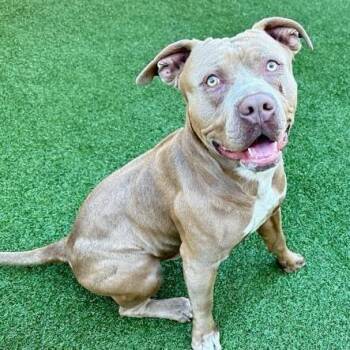 Dug -  Mixed Breed Dog Available for Adoption in West Palm Beach, Florida - Dug | PetCurious