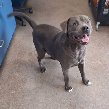 American Staffordshire Terrier Dogs Available for Adoption in Kingman, Arizona - Billy | PetCurious