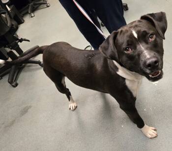 Rescue American Staffordshire Terrier Dogs for Adoption in Raleigh, North Carolina - Mortimer | PetCurious