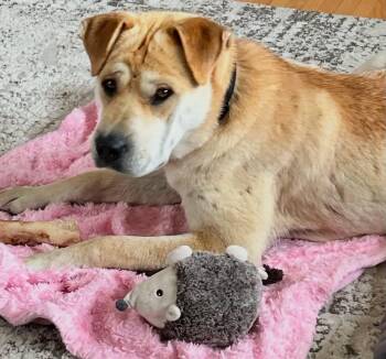 Samantha -  Shar Pei and Labrador Retriever Dog for Adoption in Winnipeg, Manitoba - Samantha | PetCurious