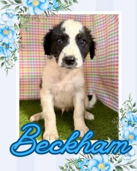 Poodle Dogs Available for Adoption in Hopkinsville, Kentucky - Beckham | PetCurious