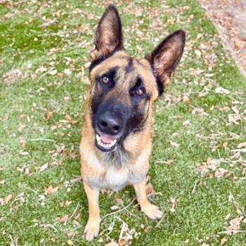 Mixed Breed Dogs Available for Adoption in Milton, Florida - Hamlet | PetCurious